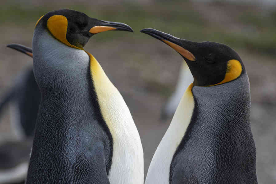 Pingüino Rey - islas Georgias del Sur 057.jpg